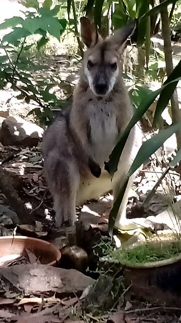 You're So Beautiful Sistra 🦘💚😍 Plus Ducks 🦆🦆🥰