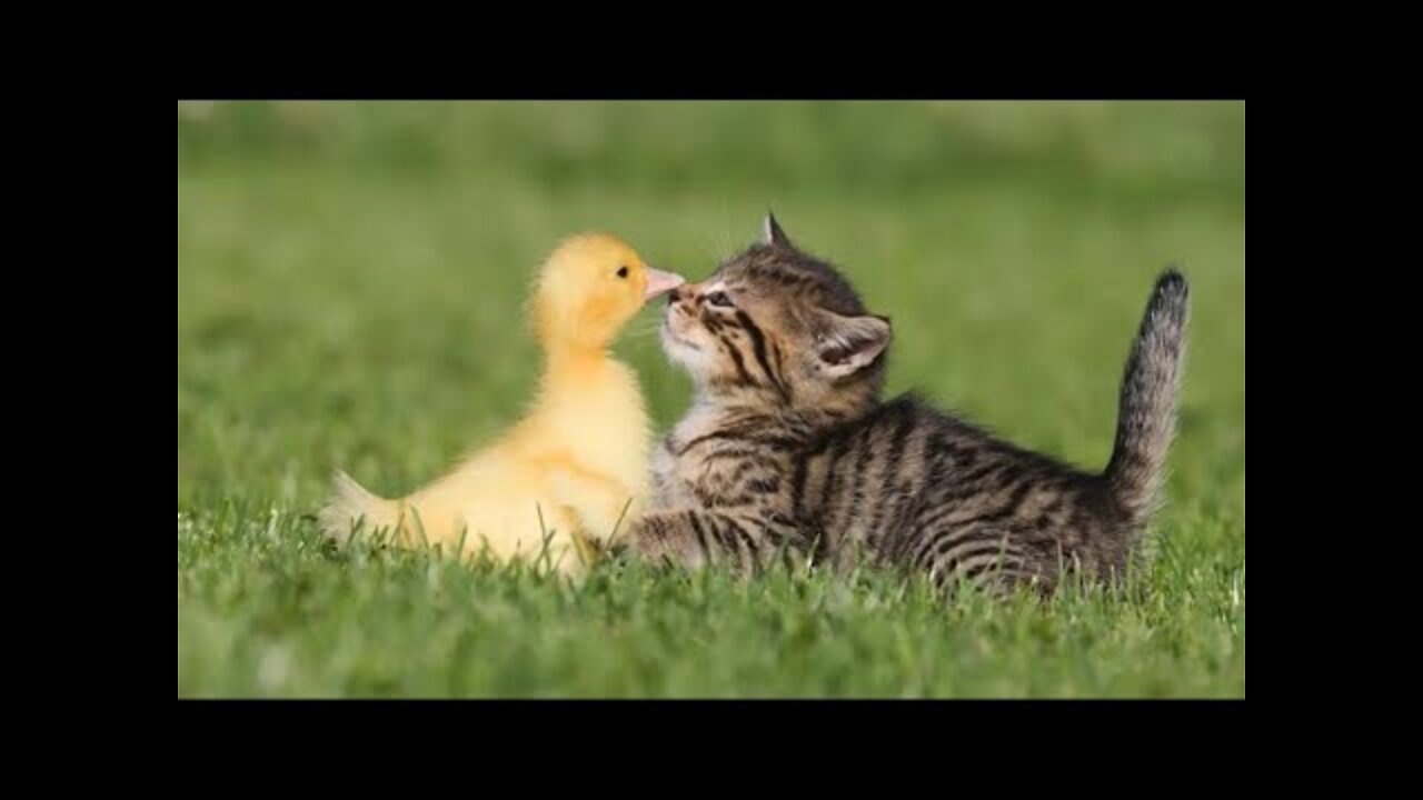 Funniest animals | Laugh with funny cats and dogs 2022