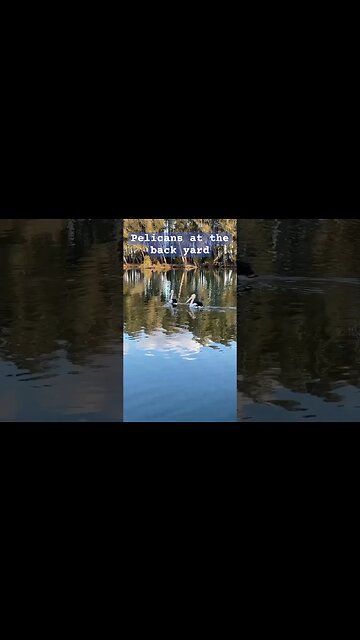 Pelicans in the river at our back yard