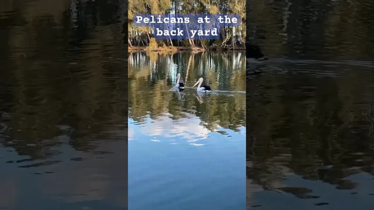 Pelicans in the river at our back yard