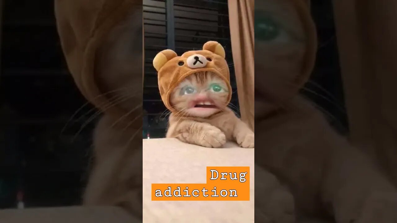 PTSD FOR CATS