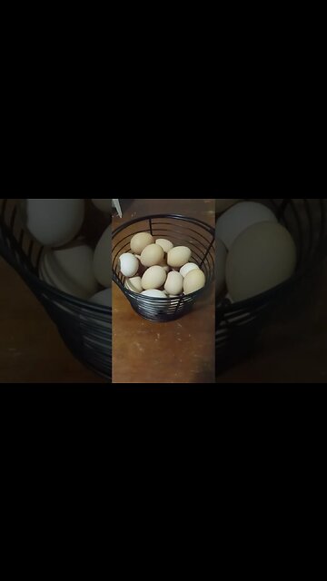 2 Dozen Eggs in a Week!