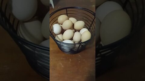 2 Dozen Eggs in a Week!