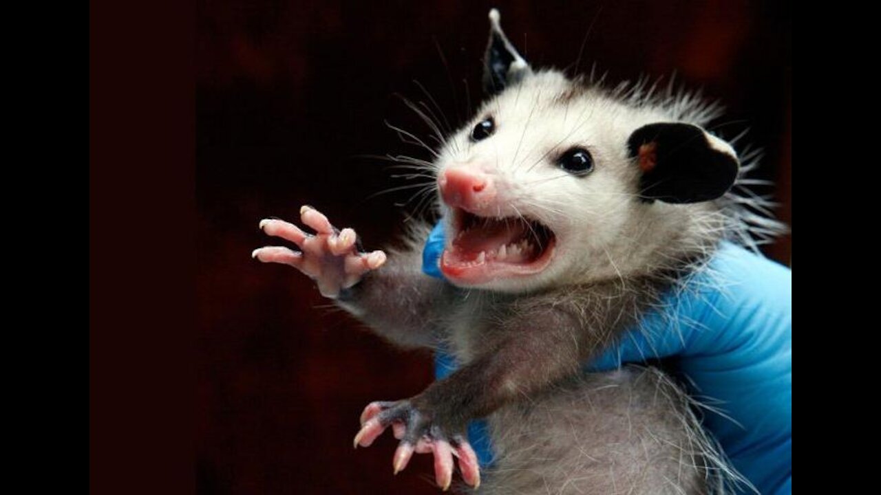 SHOCK! rats turned into people