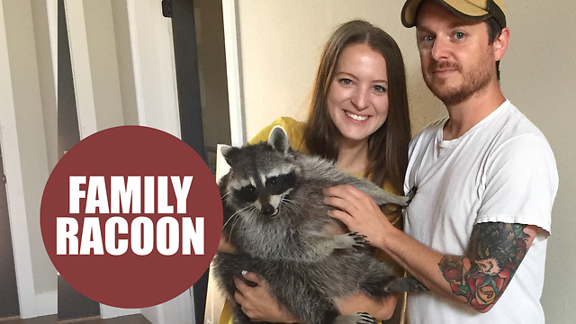 Couple cuddle up to unusual pet after adopting a baby raccoon