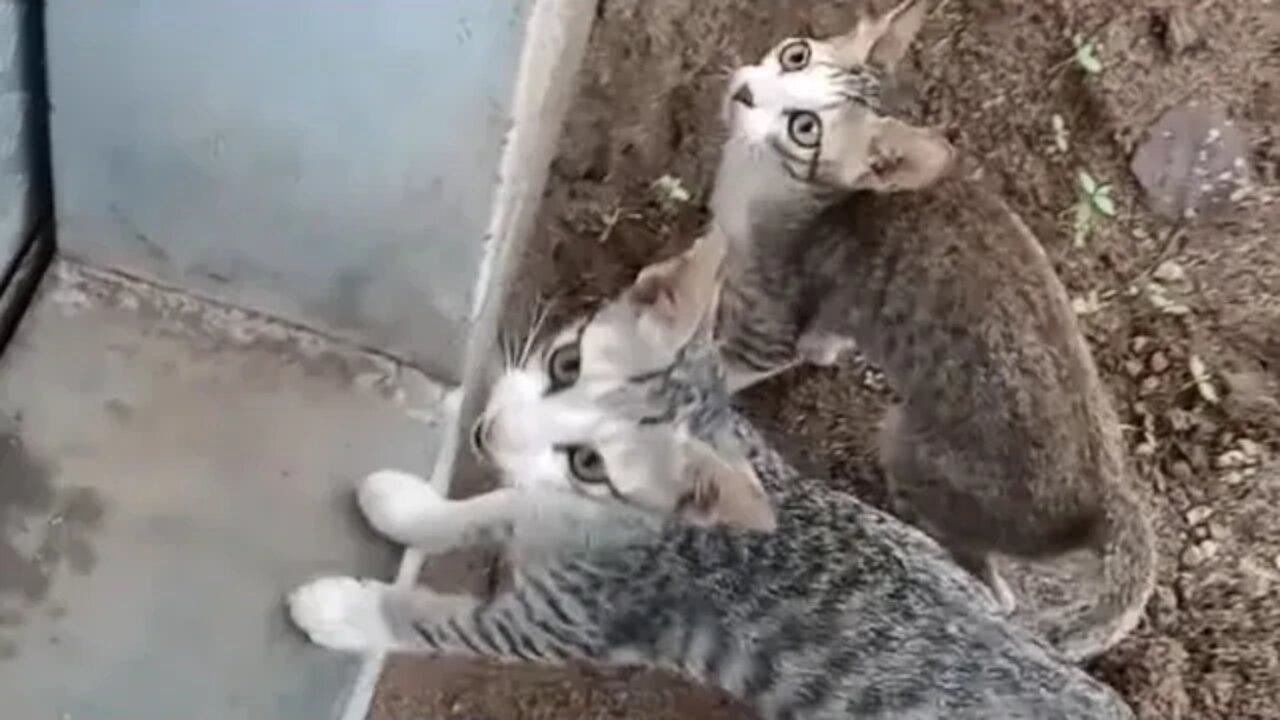 Breakfast time for cats in our farm 🐱😍