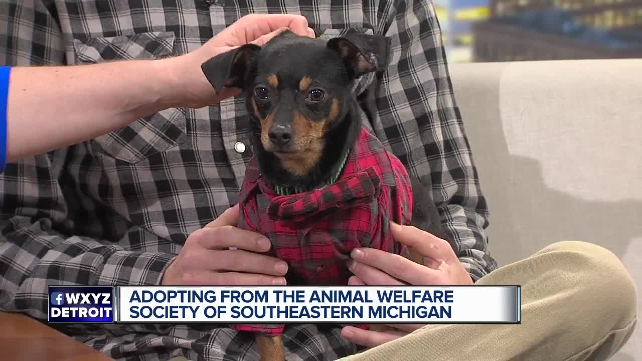 Animal Welfare Society