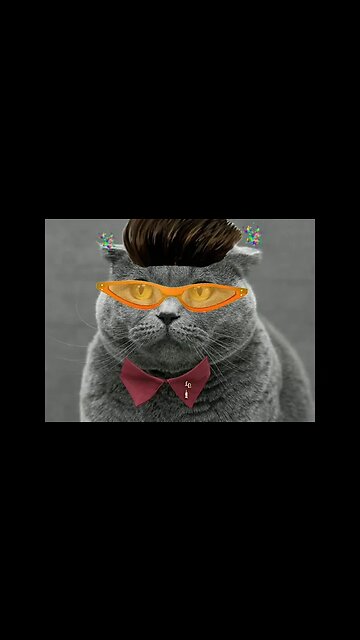 #cats #cat #funnycatvideos