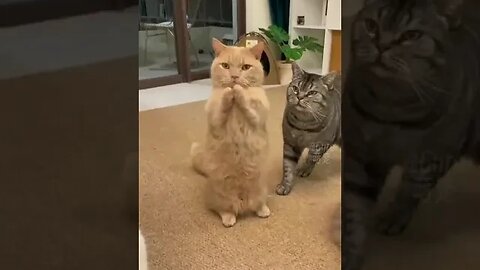 Cute Cats #cats #viral #funniestvideo #animal #youtubeshorts