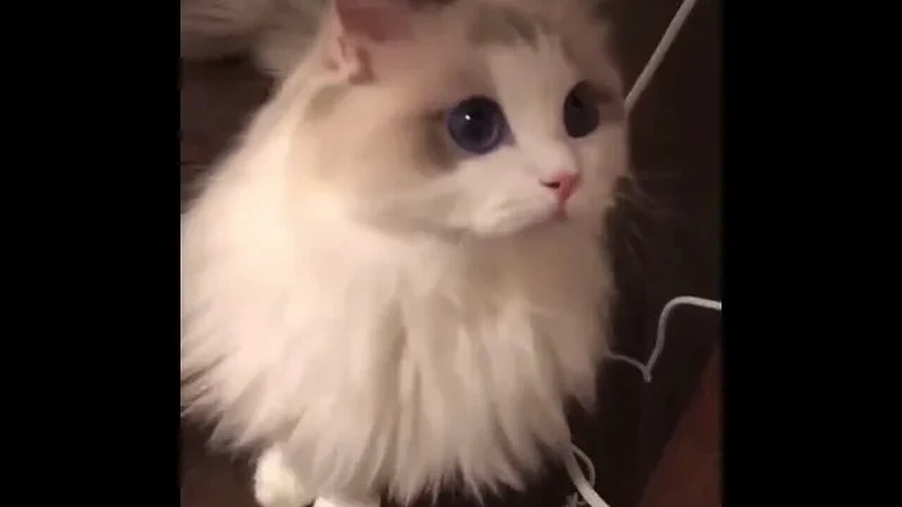 PLAYING CAT VIDEO MEAWWW