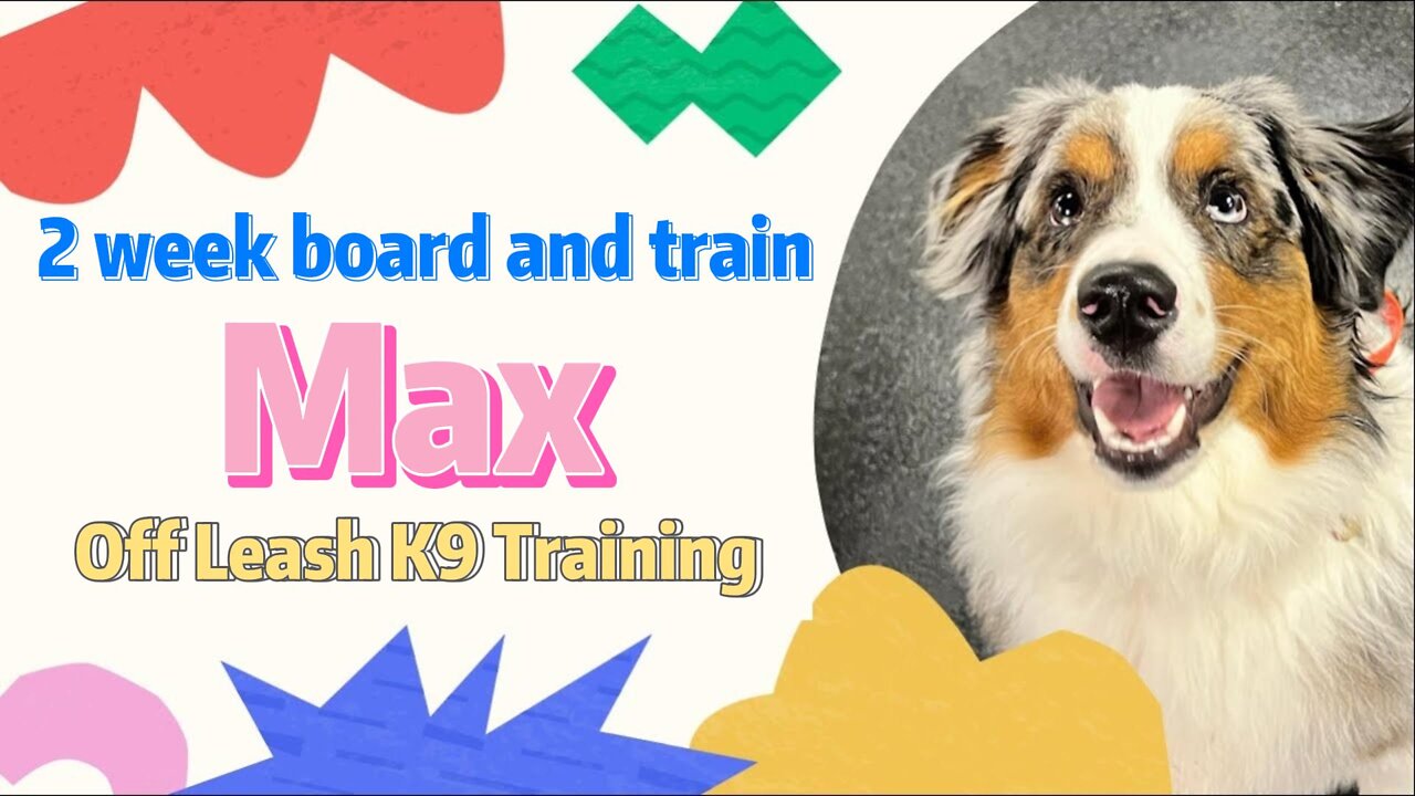 Max the aussie's 2 week board and train