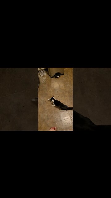 Professional Cat Trainer