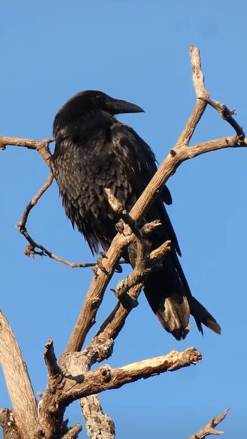 Common Raven 🐦Abner Ravenwood Shimmy