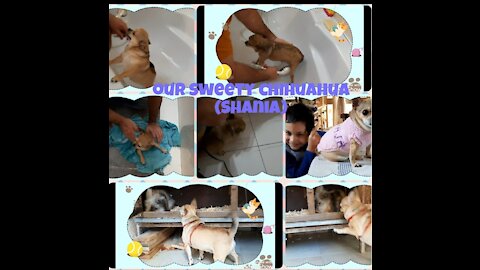 Our sweetie Chihuahua (Shania) Bath time and play time