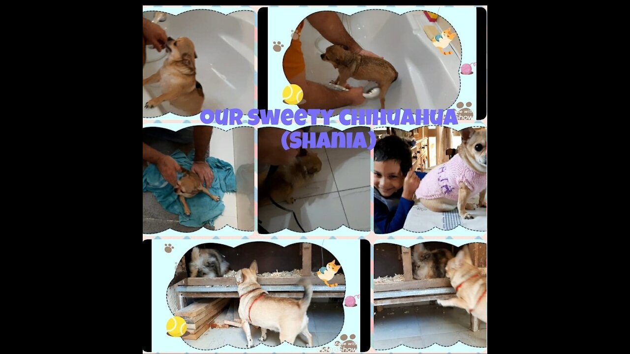 Our sweetie Chihuahua (Shania) Bath time and play time