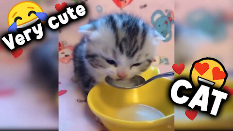 😍Kitten drinking milk on a spoon