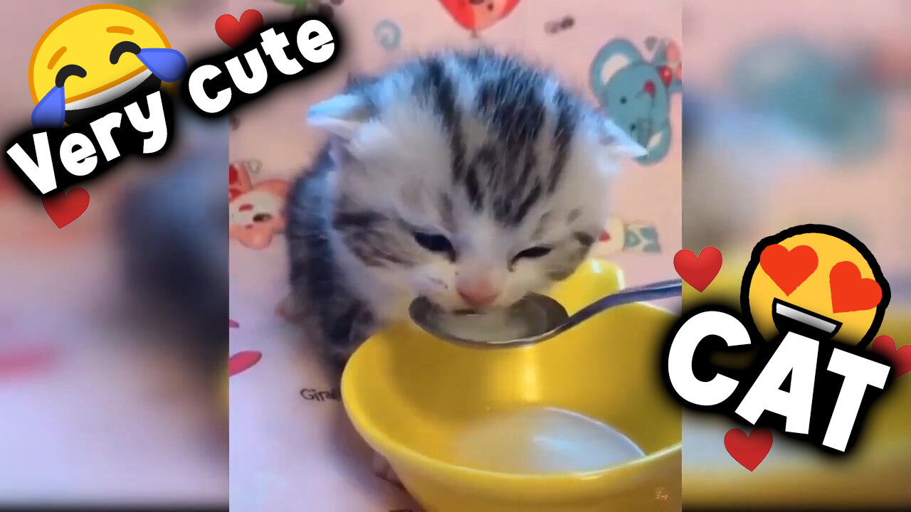 😍Kitten drinking milk on a spoon