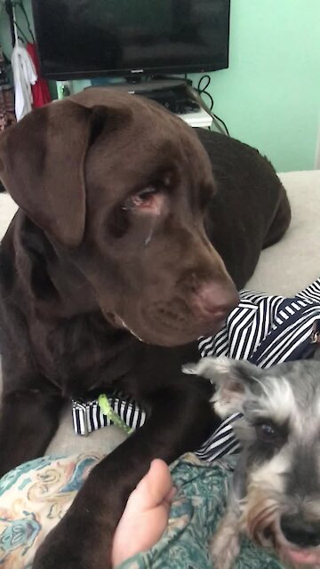 Labrador points out who his best friend is