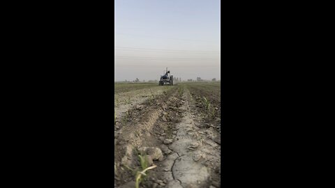 Sugarcane Farming💎