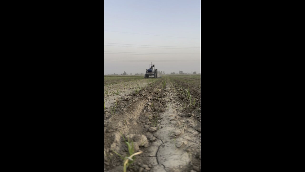 Sugarcane Farming💎