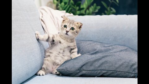 Funny cat plays happy