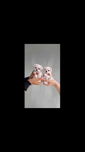 The World's Smallest Maltese videos lovely and cutest puppy video