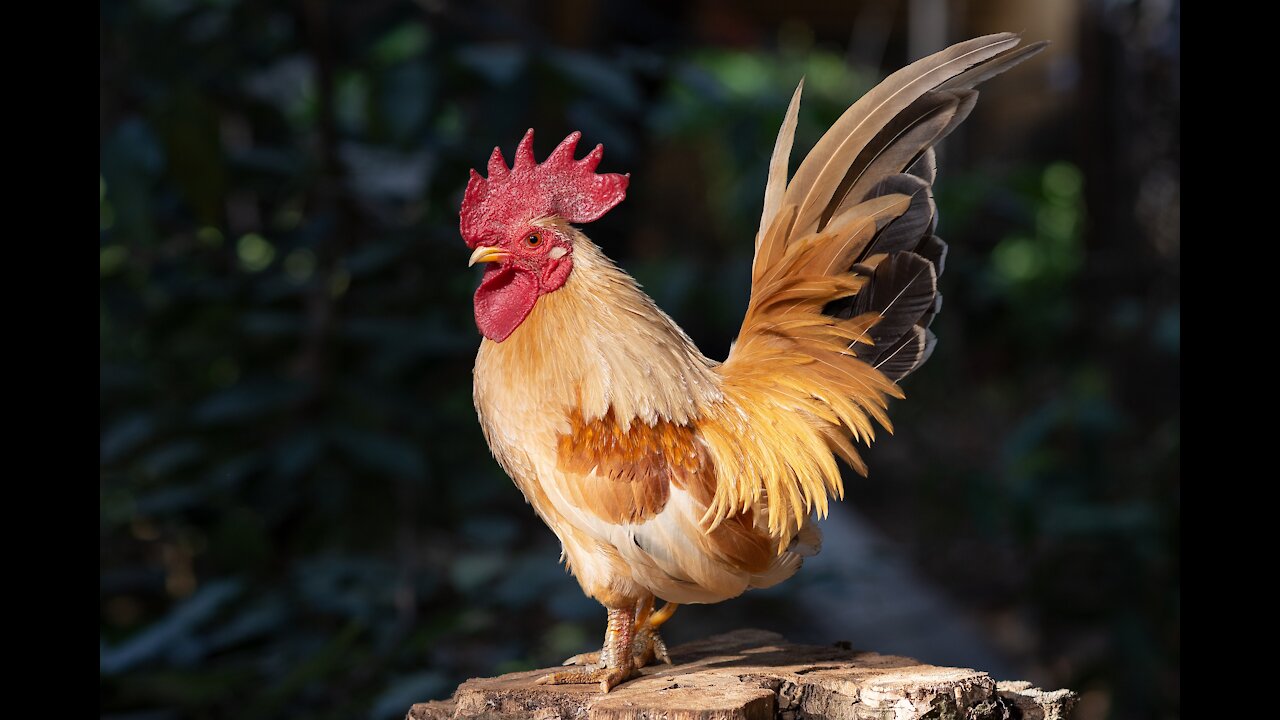 Small Rooster