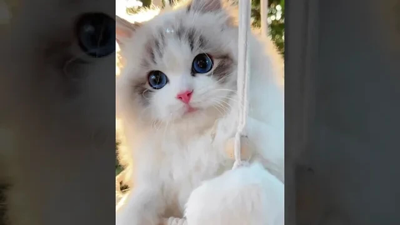 Languid is lazy nifty little puppets, move on! # # # # puppets rolled cat cat out absorption ba clot
