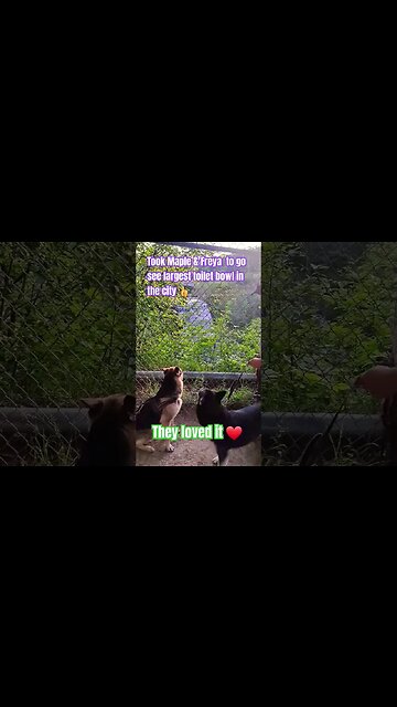 Dogs Visit The Largest Toilet Bowl In The City
