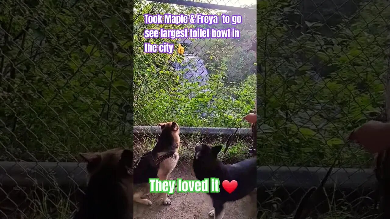 Dogs Visit The Largest Toilet Bowl In The City