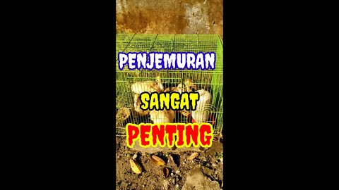 PENJEMURAN SANGAT BAGUS UNTUK PERTUMBUHAN DAN PENGGEMUKAN ENTOK #shorts