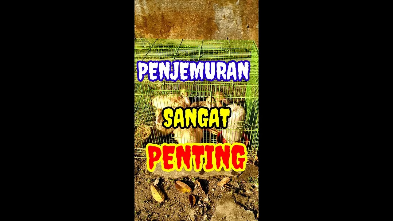 PENJEMURAN SANGAT BAGUS UNTUK PERTUMBUHAN DAN PENGGEMUKAN ENTOK #shorts