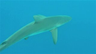 Scuba divers hop off the boat to meet dolphins, meet sharks instead