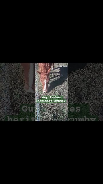 Farm surveillance. Guy Fawkes heritage brumby