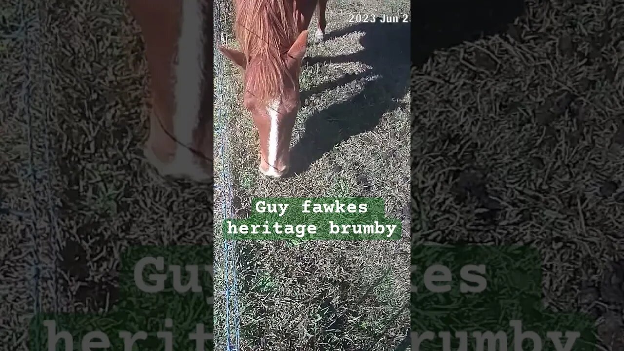 Farm surveillance. Guy Fawkes heritage brumby