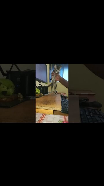 The cat dance #catdance #cat