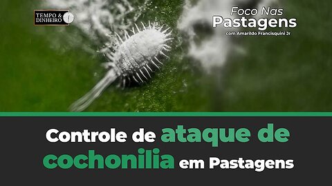 Controle de ataque de cochonilia em Pastagens. Saiba como em Foco nas Pastagens