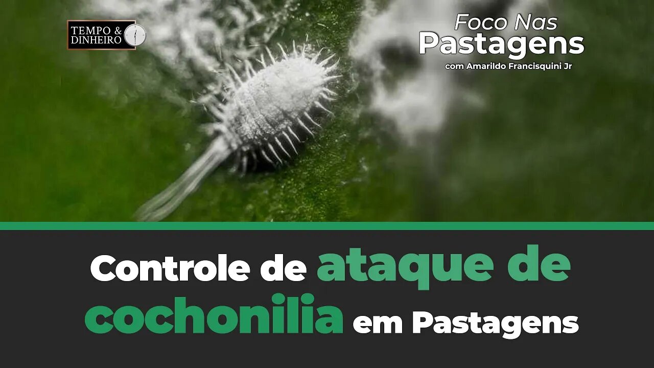 Controle de ataque de cochonilia em Pastagens. Saiba como em Foco nas Pastagens