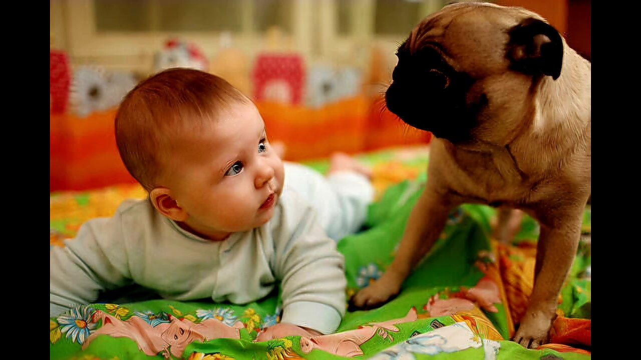 🐶"Cute Pug Puppies in a Playful Chase"🐶