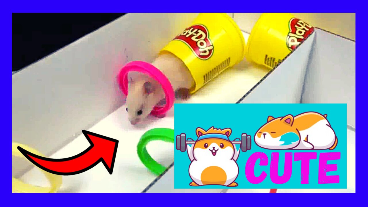 Cute Hamster Toy Obstacles Compilation