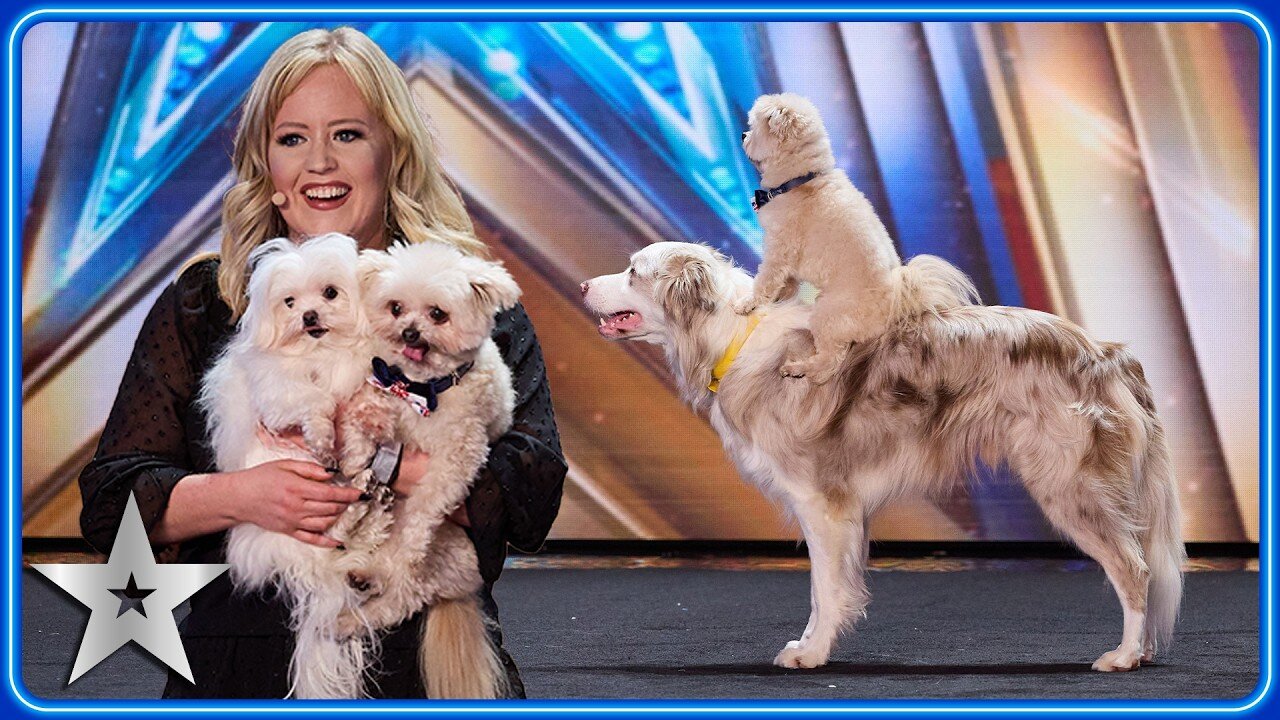 Every PAWformance from dancing dogs The Trickstars _ Britain s Got Talent