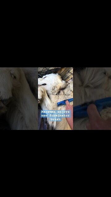 Maremma enjoys the new furminator brush #maremma #livestockguardiandog