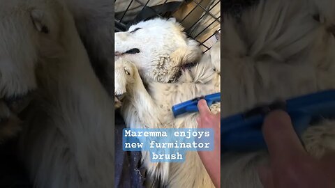 Maremma enjoys the new furminator brush #maremma #livestockguardiandog