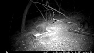 Baby Porcupine and Raccoon eating at their own stations