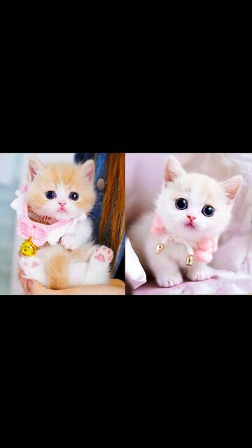 Funny animals video, kitten cat funny video, funny cats and dogs