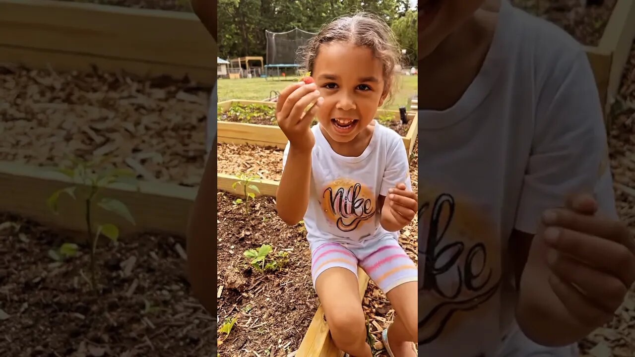 5year old tasting her strawberries from her garden #homestead #farmlife #gardening #home #happy #yt