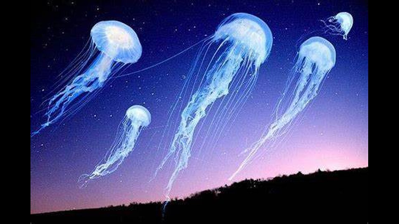 Fling Jellyfish see Over NYC's East Village