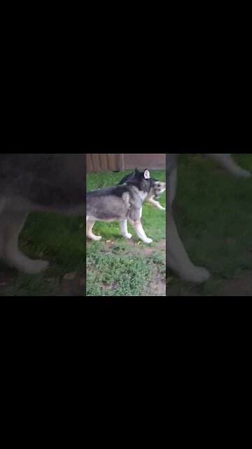 Ouch Charlie That Hurt