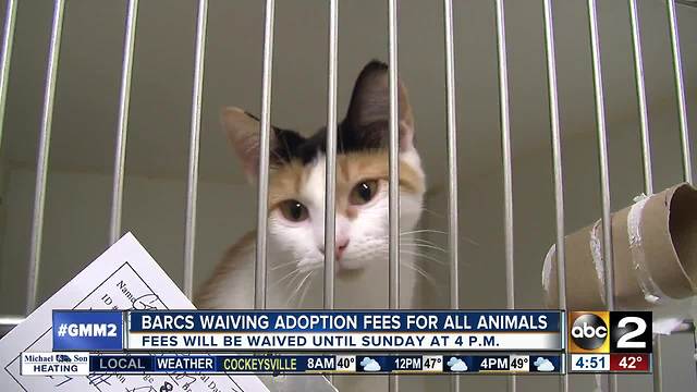 BARCS offering free adoptions for all animals!BARCS offering free adoptions for all animals!