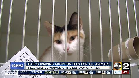 BARCS offering free adoptions for all animals!BARCS offering free adoptions for all animals!